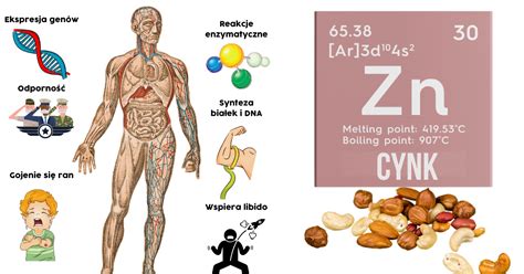 Cynk wszystko co musisz wiedzieć Motywator Dietetyczny