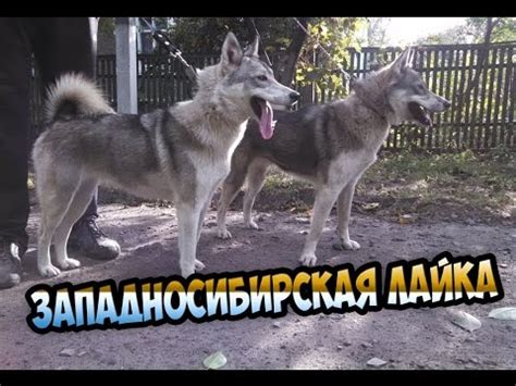 Западносибирская лайка - YouTube
