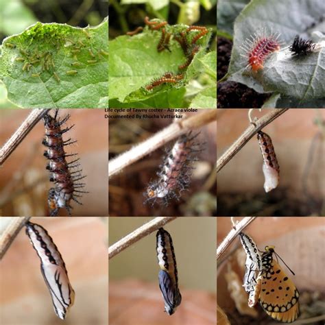 Zebra Longwing Butterfly Life Cycle