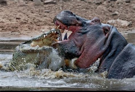 A Large Nile Crocodile Matches The Aggression Of A Big Hippopotamus The Latter Often Dominates