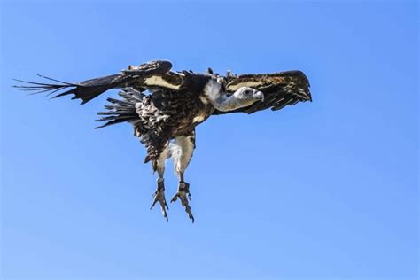 Kostenlose Bild Raptor Tiere Vogel Feder Blauer Himmel Flug