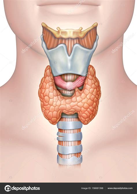 Anatomía de la glándula tiroides fotografía de stock Andreus