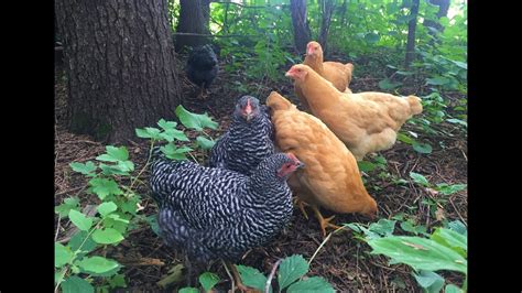 Month Update Buff Orpington Barred Plymouth Rock Chickens Youtube