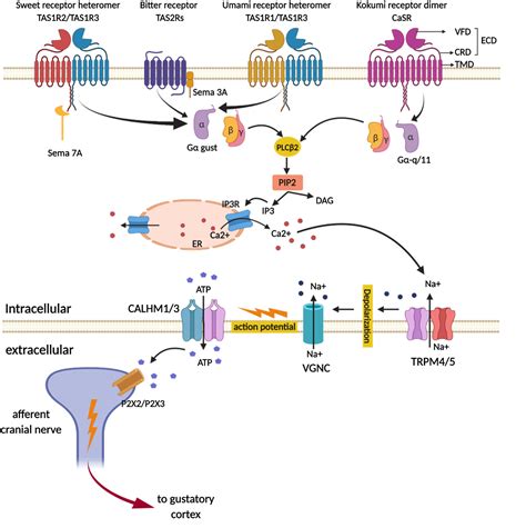 2818 Signal Transduction Taste Gustation Biology Libretexts