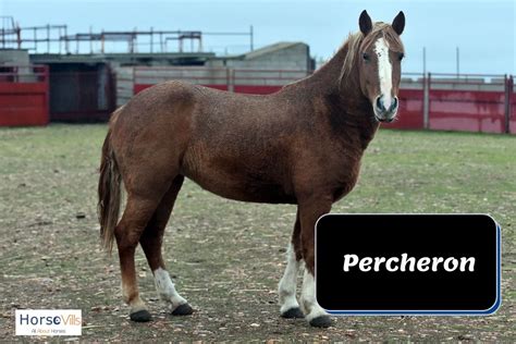 8 Breathtaking Draft Horse Breeds: All You Need to Know