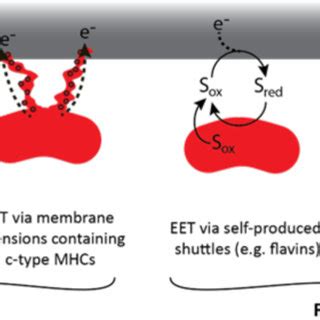 Schematic Representation Of Four Varieties Of Extracellular Electron