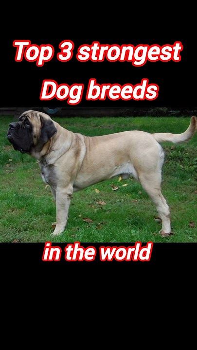 Top 3 Strongest Dog Breeds In The World Strongest Dog Breeds