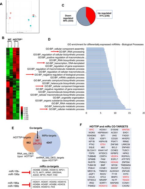 Lncrna Hottip Regulates Mirnas Target Genes Control Leukemogenic