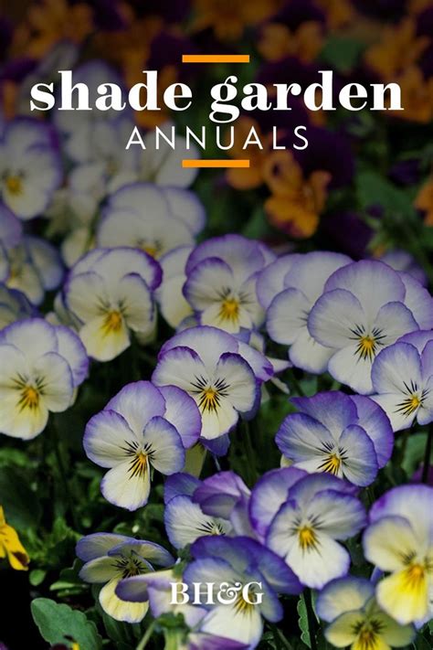 12 Of The Best Shadeannuals That Will Look Gorgeous All Summer Shade Annuals Annual Garden