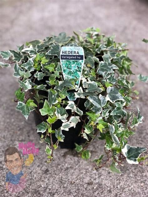 Hedera English Ivy Variegated 8 Hanging Basket Hello Hello Plants