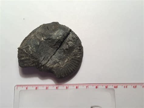 Ammonite Identification And Help Prepping Discuss Fossils