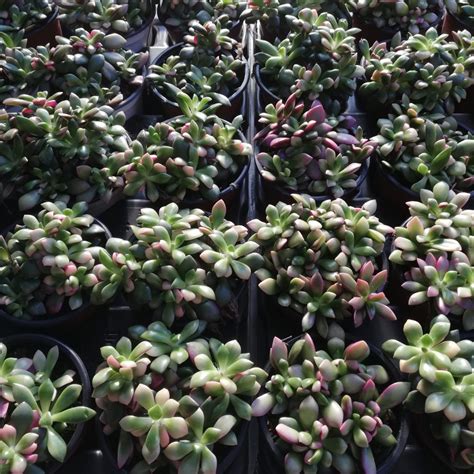 Anacampseros Rufescens Variegated Giromagi Cactus And Succulents