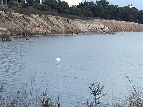 Parque Regional Salinas San Pedro Del Pinatar 2020 Qué Saber Antes