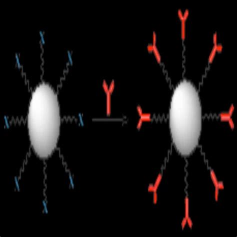 Silver Nanoparticles Conjugation Kitscd Bioparticles At Rs 1000