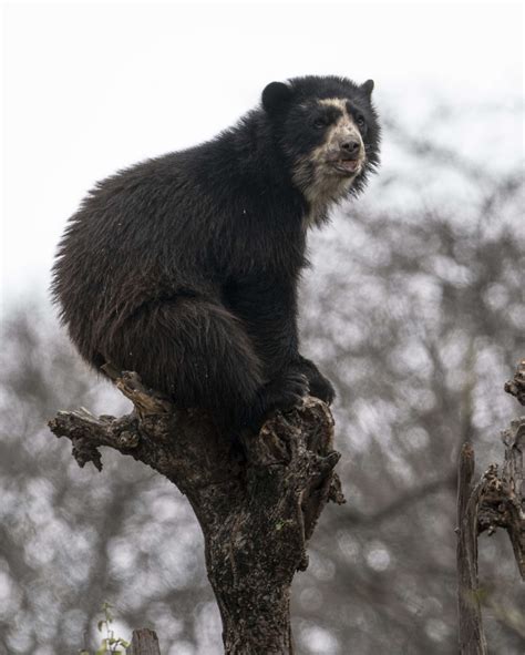 Oso De Anteojos Yunkawasi