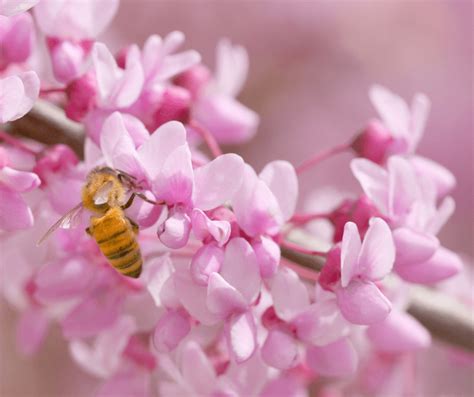 Native Spring Flowering Trees For Bees – Black Gold