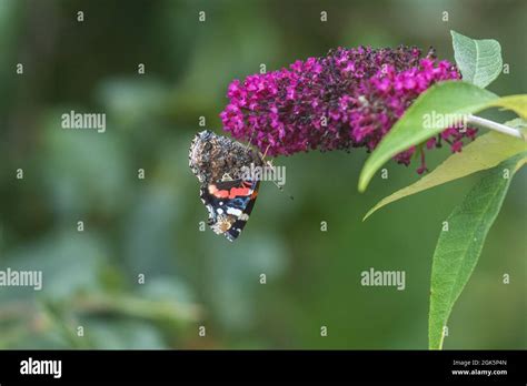 Red Admiral Underwing Patterns Hi Res Stock Photography And Images Alamy