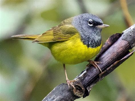 Warblers In Wyoming Id Song Season Guide