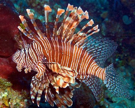 Caribbean Lionfish Predicament: Living Oceans Global Reef ...