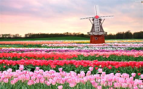 Windmill Field Tulips For Desktop Wallpapers 2880x1800