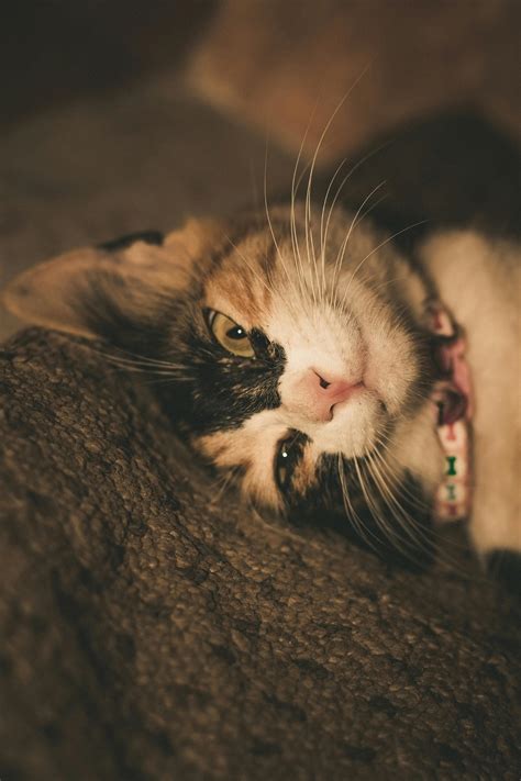 Photograph of a Cat Eating a Fish · Free Stock Photo