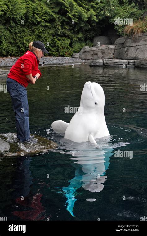 Canada British Columbia Vancouver Aquarium Beluga Whale