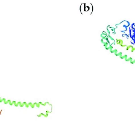 A Predicted Monomeric 3D Structure Of Tripartite Motif And PRY SPRY