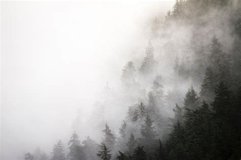 X Mountain Nadelwald Top Fog Sky Black Himmel Near Mist