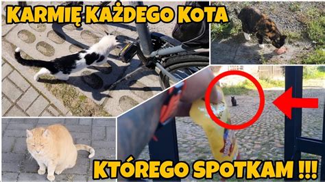 KARMIĘ KAŻDEGO KOTA KTÓREGO SPOTKAM PO DRODZE YouTube