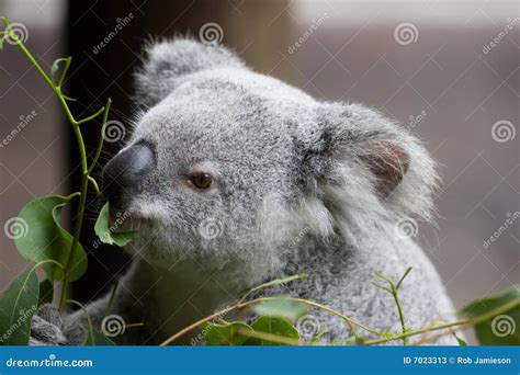 Koala Eating stock image. Image of cute, green, nose, leaves - 7023313