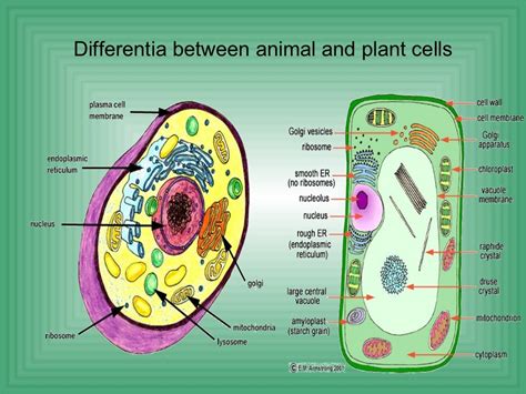 Biology cell structure function