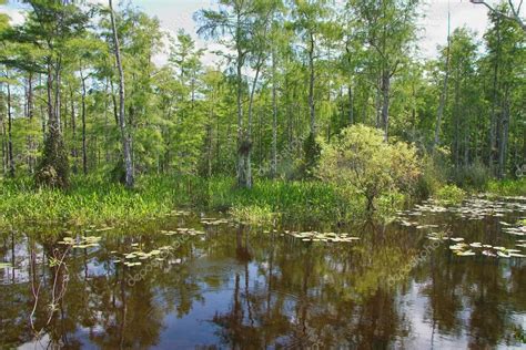 Bald Cypress Trees Swamp ⬇ Stock Photo, Image by © rudyumans #10945839