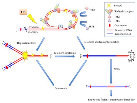 Cells Free Full Text Oxidative Stress Induces Telomere Dysfunction