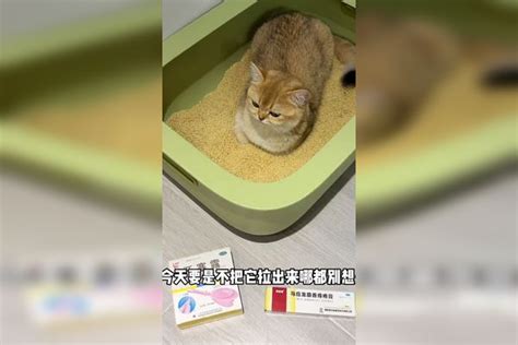 小猫咪对不起了，我也没想到结尾是这样！结尾