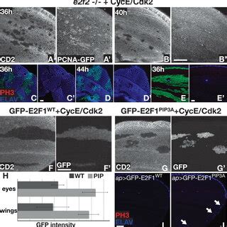 A robust cell cycle control mechanism limits E2F-induced proliferation ... 