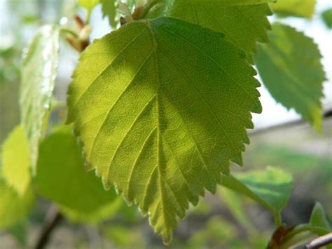 Free picture: beautiful, birch, leaves