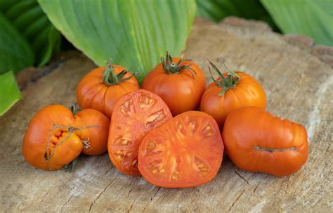 All About The Huge Amana Orange Tomato Minneopa Orchards