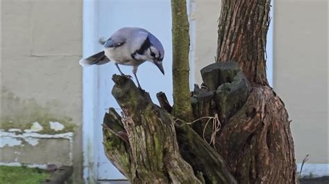 Blue Jay Calls And Feeds Youtube