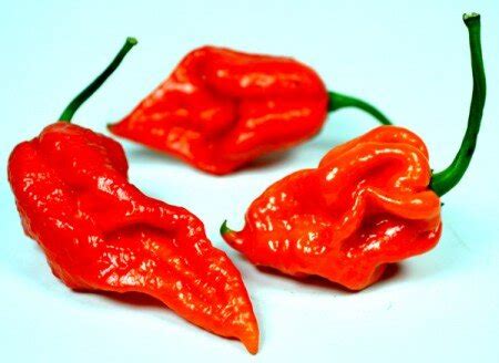 Frische Trinidad Scorpion Moruga G Pfefferhaus Hannover Chilis