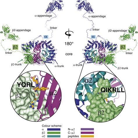 A Large Scale Conformational Change Couples Membrane Recruitment To