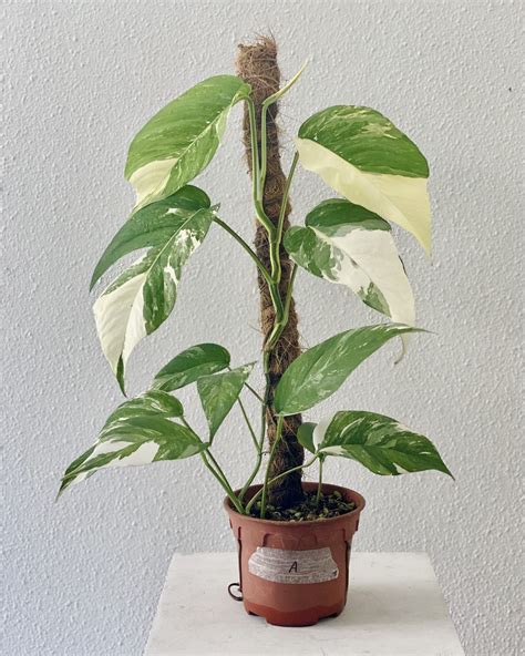 Epipremnum Pinnatum Albo Variegata Plant A Furniture Home Living