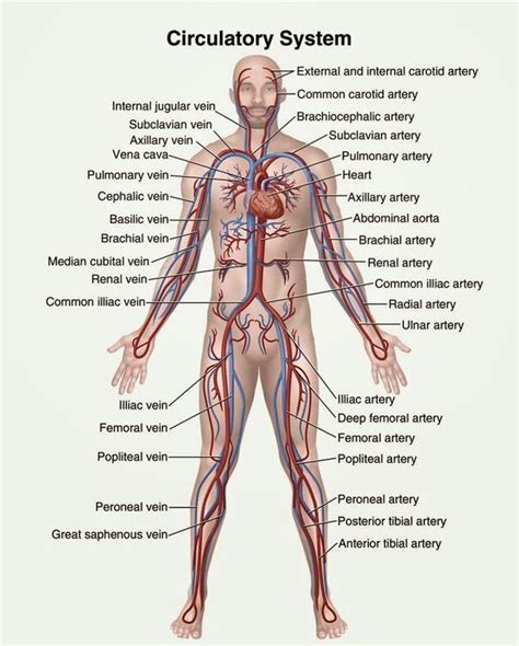 Circulatory System Definition Functions Organs Diseases Biology