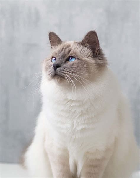 Download Adorable Birman Cat Posing For A Photo Wallpaper