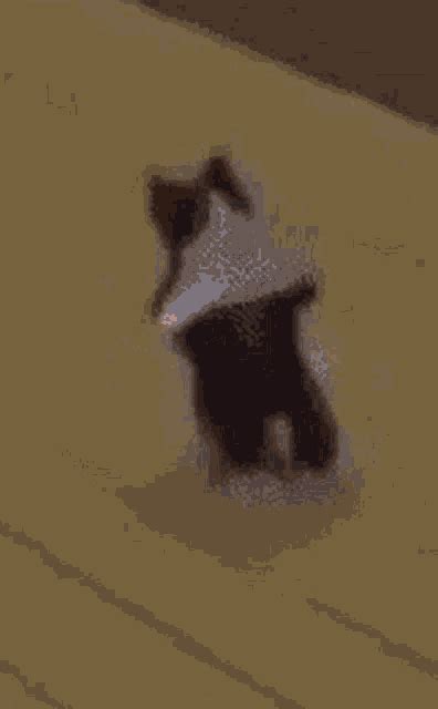 Cat Breakdance Fast Fast Cat Dance GIF - Cat Breakdance Fast Fast Cat ...