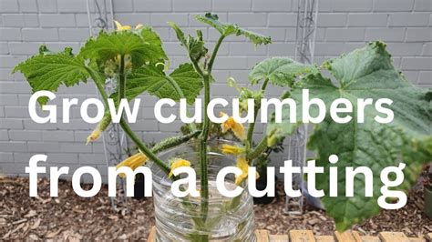 Grow Cucumbers From A Cutting How To Propagate Cucumbers An