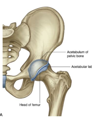 Lower Limb Flashcards Quizlet