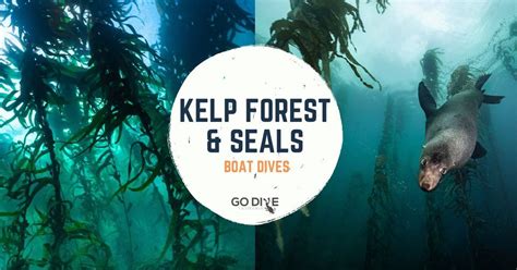 Kelp Forest & Seals - Friday 22nd December, Cremorne Beach, Glenorchy ...