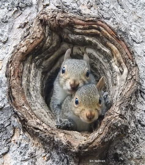 Sweet Eastern Gray Squirrel Babies That Live In My Tree” Writes