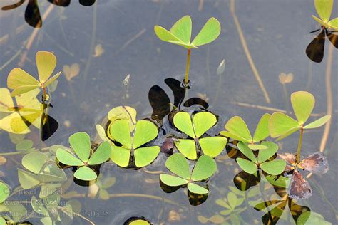 Marsilea quadrifolia Vierblättriger Kleefarn Marsilka čtyřlistá