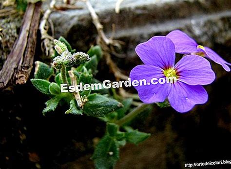 Come Piantare L Ulivo Mostra Suolo Era Tutto Su Giardinaggio E